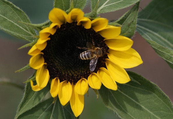how pesticides affect not only bees