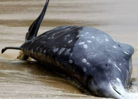 Beaked Whale: Dead Rare Dolphin-Looking Mammal Washed Up In Massachusetts Beach