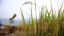 Genetically Modified Rice That Wouldn’t Contribute Much To Global Greenhouse Emission