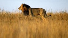 A lion is seen early morning at Nairobi