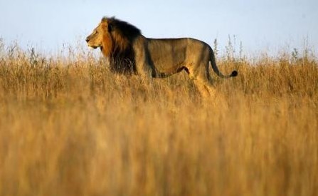A lion is seen early morning at Nairobi"s National Park March 11, 2013.