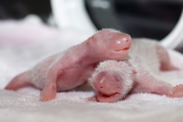 Twin Giant Pandas Born