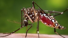 An Aedes Mosquito