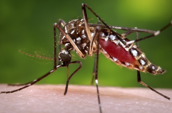 An Aedes Mosquito