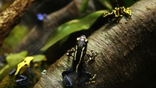 Venomous Frog Species