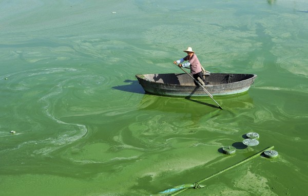 Lake Chaohu Blue Algae