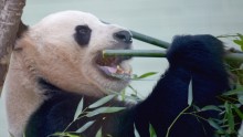 Panda Pregnant in Washington Zoo