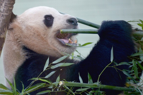 Panda Pregnant in Washington Zoo