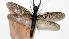 Giant Dobsonfly