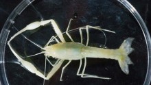 Sea Scorpion,  Pentecopterus decorahensis
