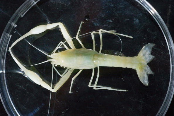 Sea Scorpion,  Pentecopterus decorahensis
