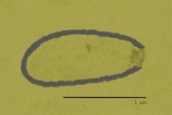 Sketch of Pithovirus sibericum 