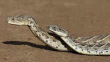 Snake Bites, El Nino