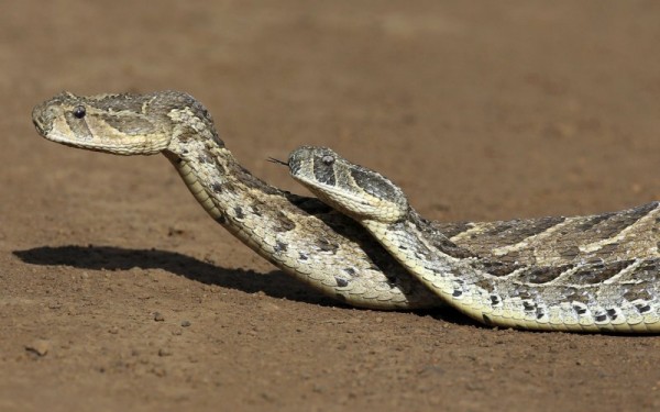 Snake Bites, El Nino