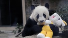 Giant Panda Panpan 30 years old