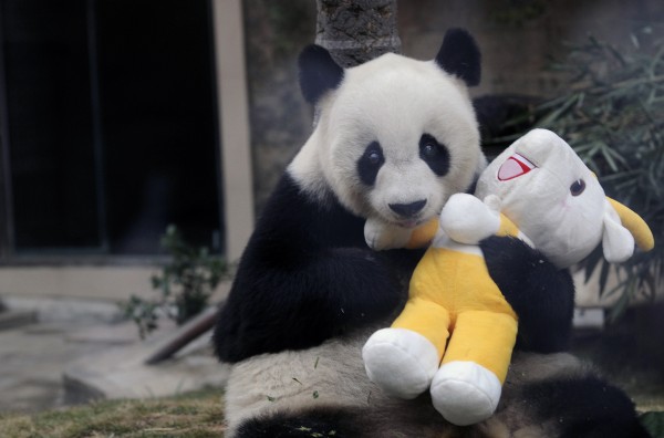 Giant Panda Panpan 30 years old
