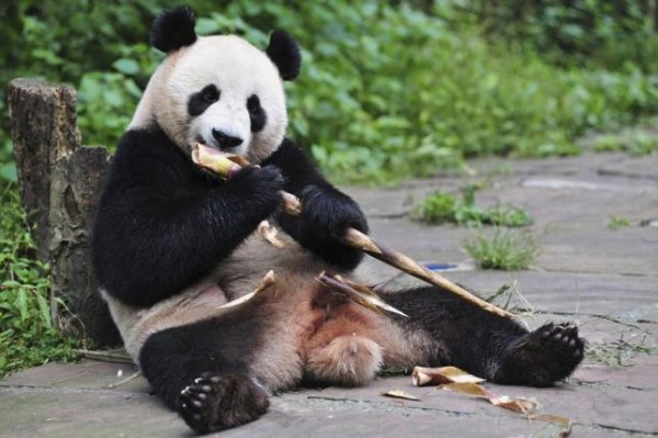 Panda Killed Yunan Province