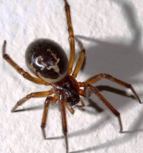 recluse spiders or brown spiders