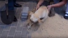 Man Rescues Dog Stuck In Sidewalk