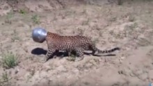 Watch The Leopard Wander With Its Head Stuck In Pot