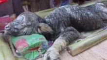 Mysterious Crocodile Buffalo Creature Haunts Villagers In Thailand