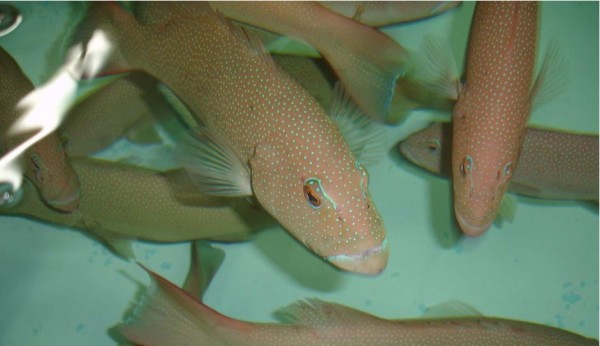The coral trout is thought to be the "jewel in the crown" of Queensland seafood industry.