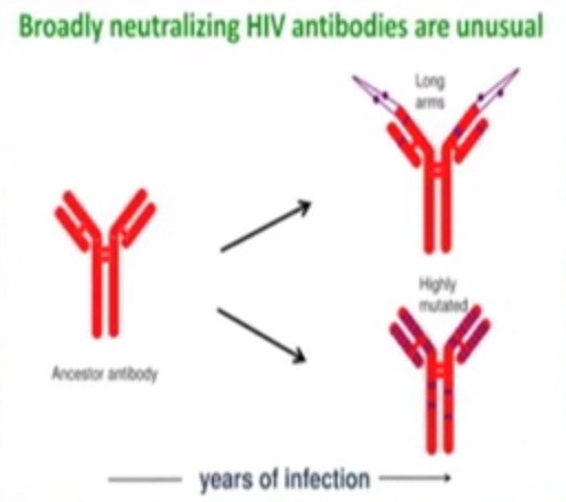 An antibody has been found to fight HIV.