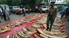 Ivory Smuggling, Elephant Poaching