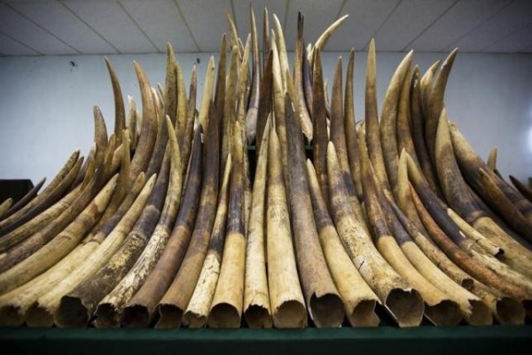 China Ivory Import Ban