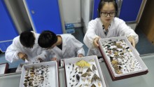 Chinese researchers studying insects