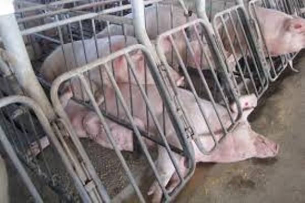 Undercover Video Shows US Meat Company Maltreating Pigs