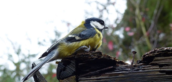 Some birds choose to stay with their mate than forage for food.