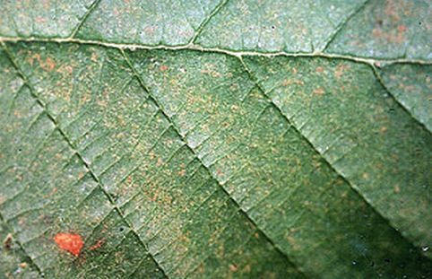 Leaf exhibits discoloration caused by ozone pollution