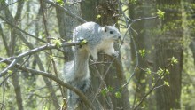 The Delmarva Peninsula fox squirrel will no longer be listed as endangered.