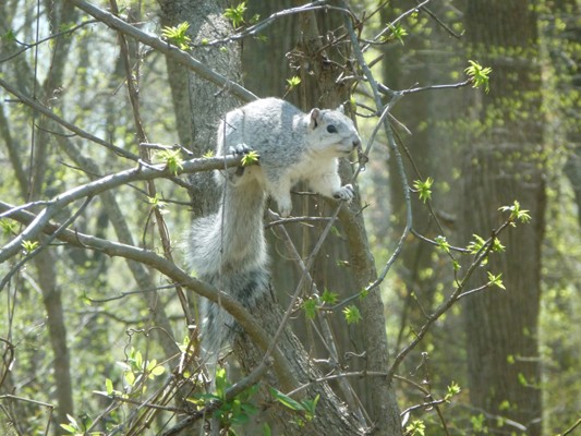 The Delmarva Peninsula fox squirrel will no longer be listed as endangered.