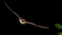 Despite their heavy wings, bats can still execute acrobatic like maneuvers during flight.