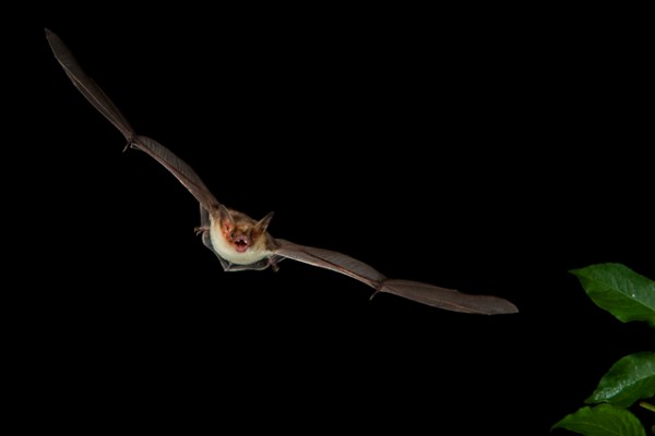 Despite their heavy wings, bats can still execute acrobatic like maneuvers during flight.