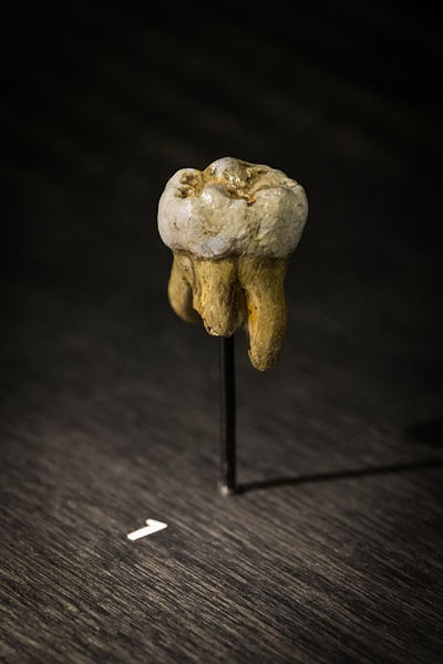 DNA extracted from an ancient Denisovan tooth reveals a new breed of humans more diverse than Neanderthals.
