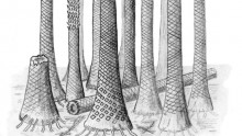 A tropical fossil tree forest was uncovered in Svalbard, Norway.