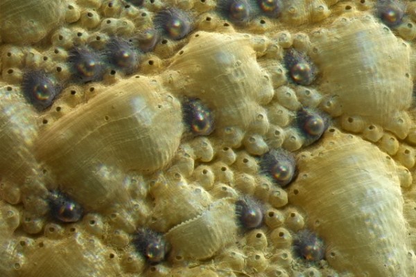 This rare mollusk has hundreds of eyes for armor, located all over its shell.