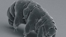 The water bear or tardigrade contains 17.5 percent of foreign DNA.
