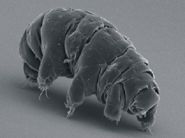 The water bear or tardigrade contains 17.5 percent of foreign DNA.