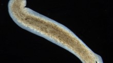 Scientists can manipulate flatworms to grow heads and brains of other species using electrical synapses in the body.