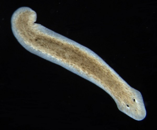 Scientists can manipulate flatworms to grow heads and brains of other species using electrical synapses in the body.