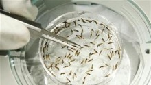 Malaria-carrying insects dissected
