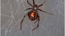 Southern black widow spider (Latrodectus mactans) with its prey house cricket (Acheta domesticus) trapped in spider web.
