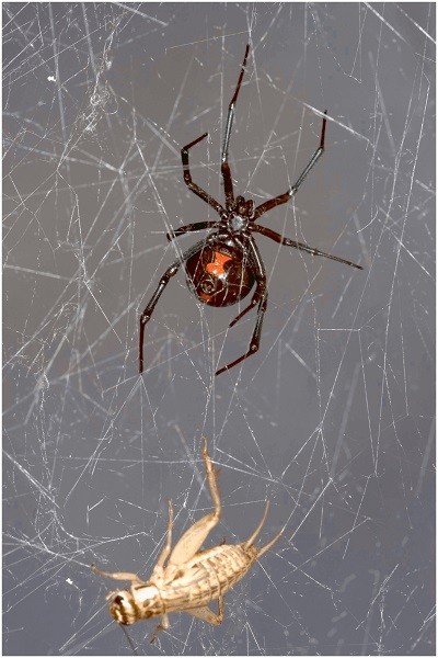 Southern black widow spider (Latrodectus mactans) with its prey house cricket (Acheta domesticus) trapped in spider web.
