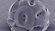Rapid increase of planktons in the oceans known as coccolithophores are caused by increasing levels of carbon dioxide.