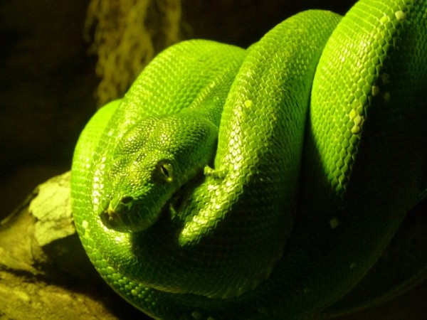 Snakes lost their legs during a time when they began burrowing behavior.