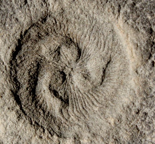 Fossil of the extinct organism Tribrachidium